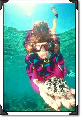Snorkeler with Pincushion Urchin, St. Thomas