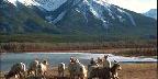 Goats, Frozen Lake, Mountain