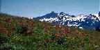Red, White Flowers, Mountain Behind