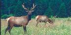 Madison Grant Elk Refuge, Roosevelt Elk