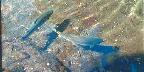 Bonneville Dam Fish Hatchery, Rainbow Trout