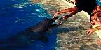 Dolphin feeding, Sea World