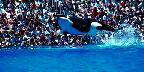 Orca performance, Sea World