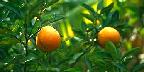Oranges in plantation
