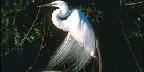 Great egret, Everglades