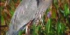 Great blue heron, Everglades