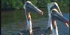 Pelicans, Everglades