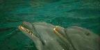 Dolphin twins, Seaquarium