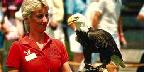Trainer with eagle at Weeki Wachee Springs