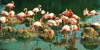Flamingoes at Busch Gardens
