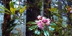 Western rhododendrons, Lady Bird Johnson Grove, California