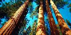Four tall sequoias, Sequoia National Park, California