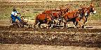 Mule plowing demonstration, Red Top Farm, California