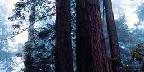 Coastal Redwoods, Lady Bird Johnson Grove, California