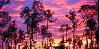 Sunset in Everglades National Park, Florida