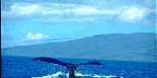 Humpback whale tail, Hawaii