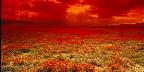 Desert sunset on a field of California poppies