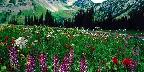 Alpine meadow in the Pasayten Wilderness, California