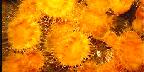 Yellow-orange clip coral, Puget Sound, Washington