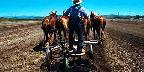 Belgian horses plowing, four-up, Red Top Farm, California