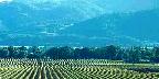 Vineyard, Napa Valley, California