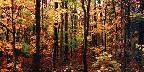 Fall foliage, Kangamus Highway, New Hampshire