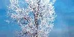 Snow, fog and tree covered with rime ice, Orem, Utah