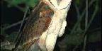 Common barn-owl, Tyto alba, California