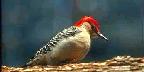 Red-bellied woodpecker, Deerfield, Illinois
