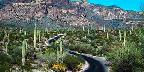 Ajo Mountains, Organ Pipe Cactus National Monument, Arizona