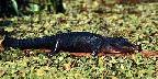 Alligator sunning on a log in Corkscrew Swamp, Florida