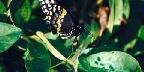 Black swallowtail butterfly, Wichita, Kansas