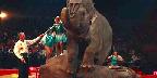 Elephant act, Shrine Circus, New York