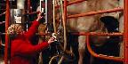 Woman uses state-of-the-art technology to milk her cows, Earlville, Iowa