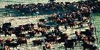 Cattle being corralled on the Pitchfork ranch in Meeteetsee, Wyoming