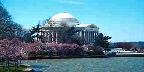 Jefferson Memorial and Cherry Blossom Festival, Washington, D.C.