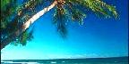 Palm trees at Cane Bay Beach, St. Croix